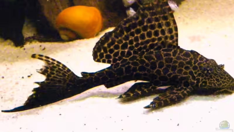 Besatz im Aquarium Becken 11993 von Jani (7)