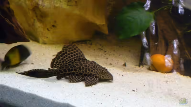 Besatz im Aquarium Becken 11993 von Jani (8)
