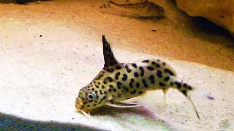 Besatz im Aquarium Becken 11993 von Jani (9)