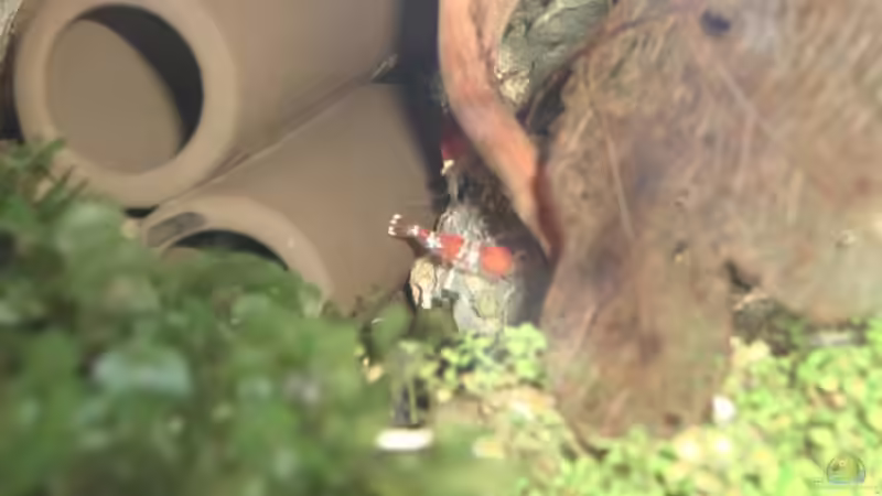 Besatz im Aquarium Becken 12026 von Thorsten Kunkel (14)