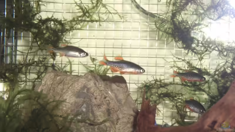 Besatz im Aquarium Becken 12026 von Thorsten Kunkel (15)