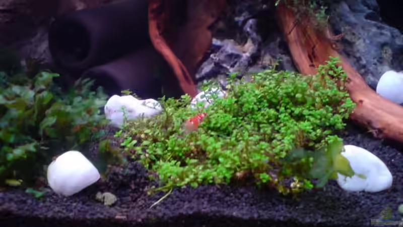 Besatz im Aquarium Becken 12026 von Thorsten Kunkel (16)