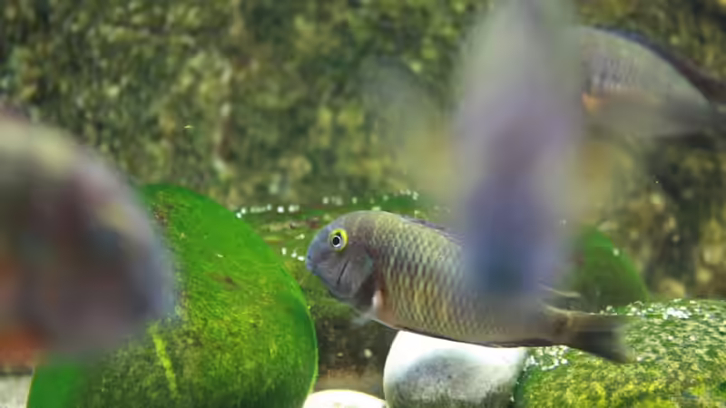 Besatz im Aquarium Becken 12042 von Noci (10)