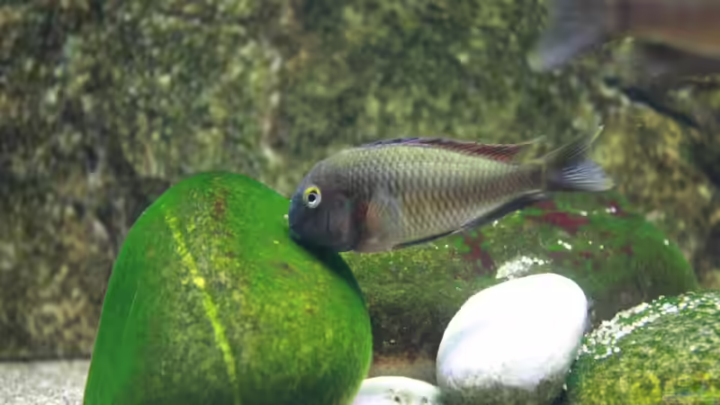 Besatz im Aquarium Becken 12042 von Noci (11)