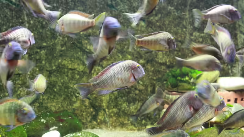 Besatz im Aquarium Becken 12042 von Noci (5)