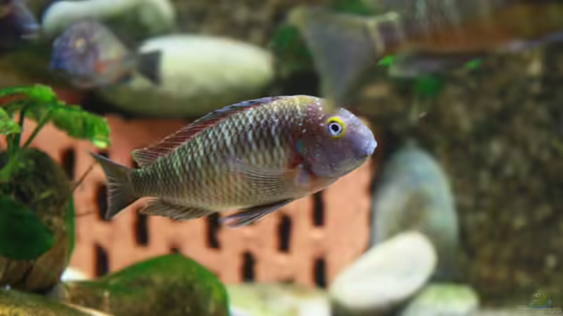 Besatz im Aquarium Becken 12042 von Noci (8)