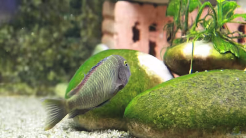 Besatz im Aquarium Becken 12042 von Noci (9)