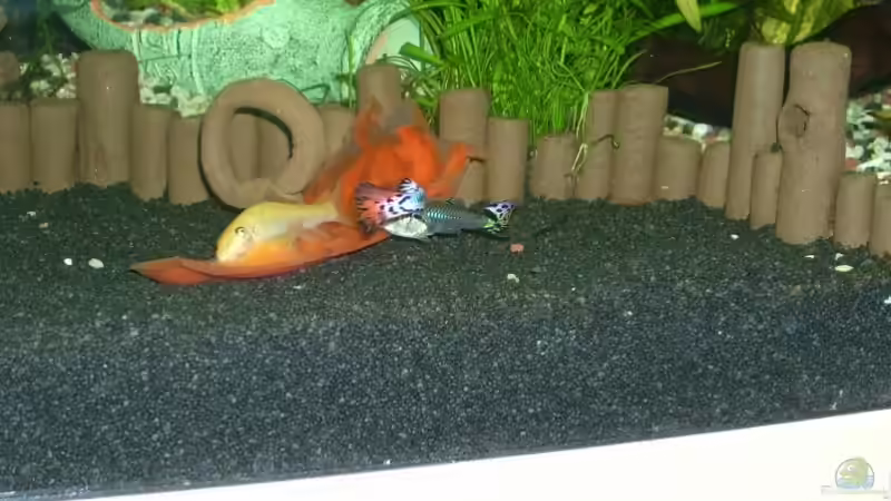 Besatz im Aquarium Becken 12043 von Belvina (28)