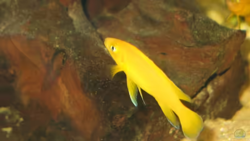 Besatz im Aquarium Becken 1205 von René Strässle (5)