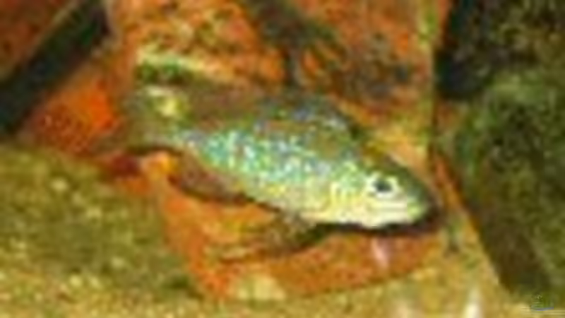 Besatz im Aquarium Becken 1205 von René Strässle (9)