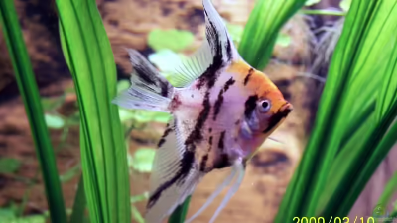 Besatz im Aquarium Becken 12050 von cupra2009 (16)