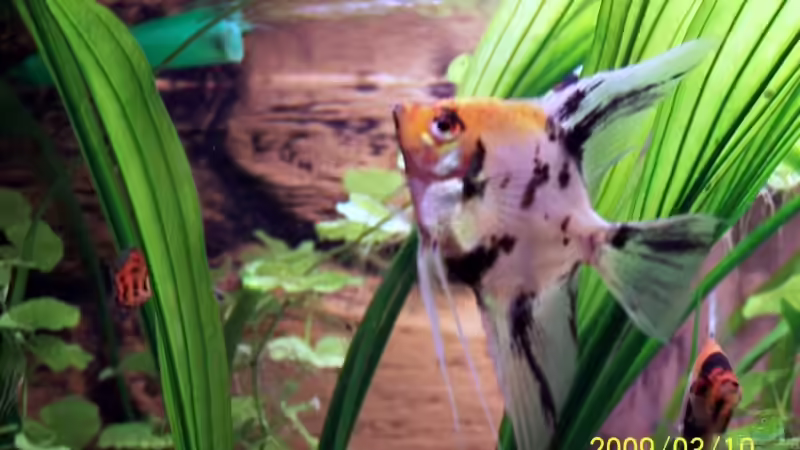 Besatz im Aquarium Becken 12050 von cupra2009 (18)