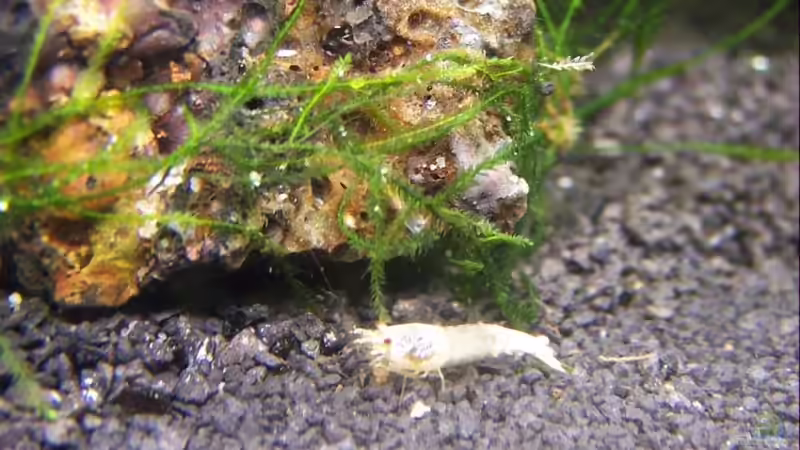 Besatz im Aquarium Becken 12050 von cupra2009 (22)