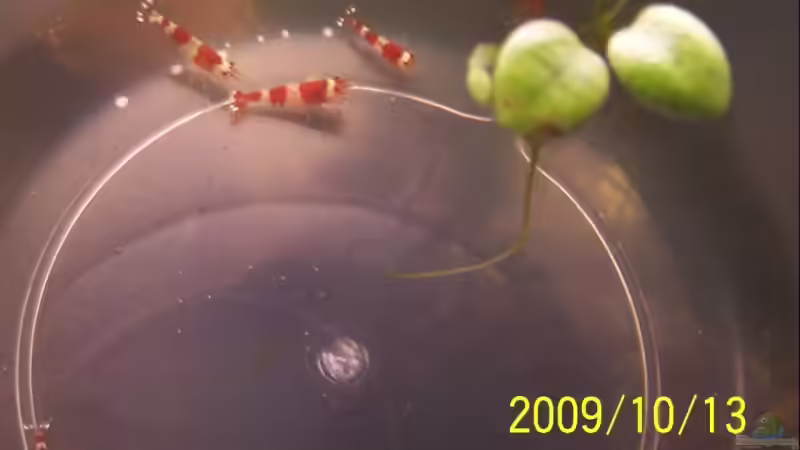 Besatz im Aquarium Becken 12050 von cupra2009 (23)