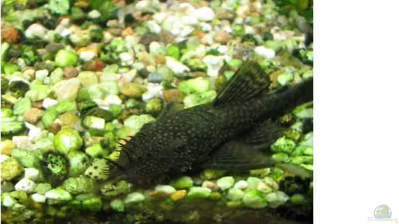 Besatz im Aquarium Becken 12053 von Thomas Jordan (10)