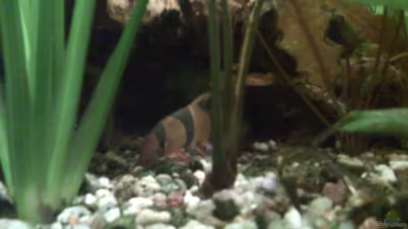 Besatz im Aquarium Becken 12053 von Thomas Jordan (14)