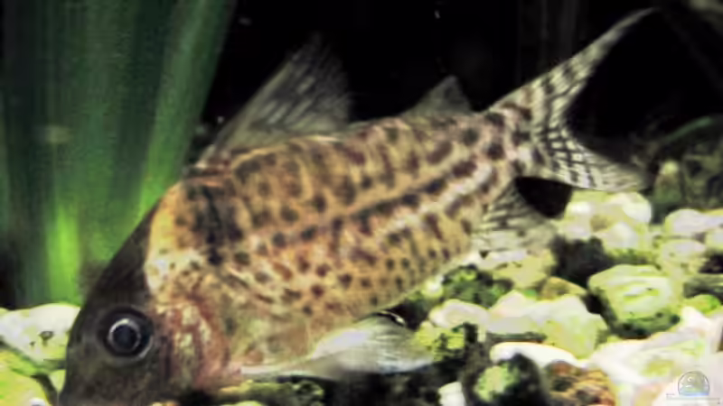 Besatz im Aquarium Becken 12053 von Thomas Jordan (15)