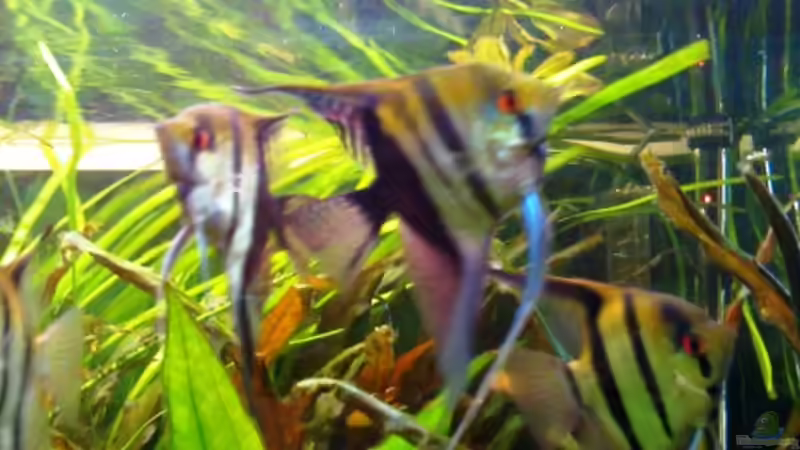 Besatz im Aquarium Becken 12053 von Thomas Jordan (16)