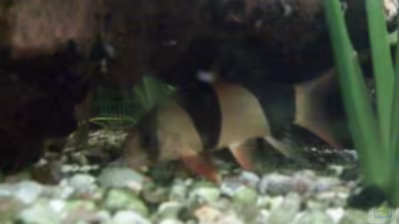 Besatz im Aquarium Becken 12053 von Thomas Jordan (17)