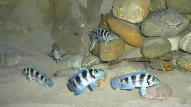 Besatz im Aquarium Becken 1206 von Mathias Kern (12)