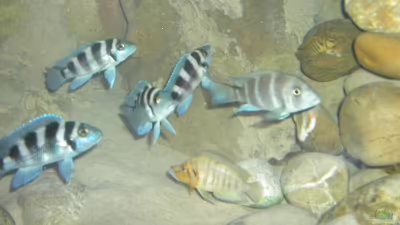 Besatz im Aquarium Becken 1206 von Mathias Kern (14)