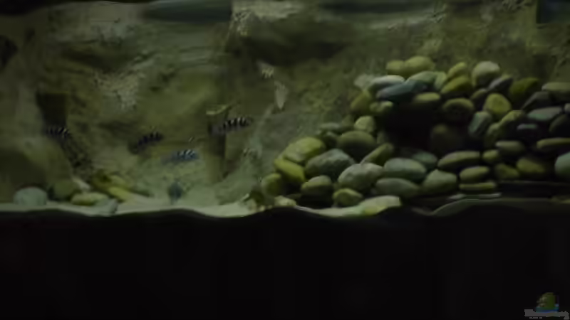 Besatz im Aquarium Becken 1206 von Mathias Kern (15)