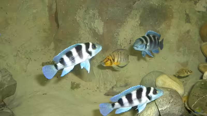 Besatz im Aquarium Becken 1206 von Mathias Kern (24)