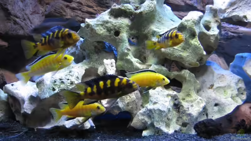 Besatz im Aquarium Becken 12071 von matze32 (10)