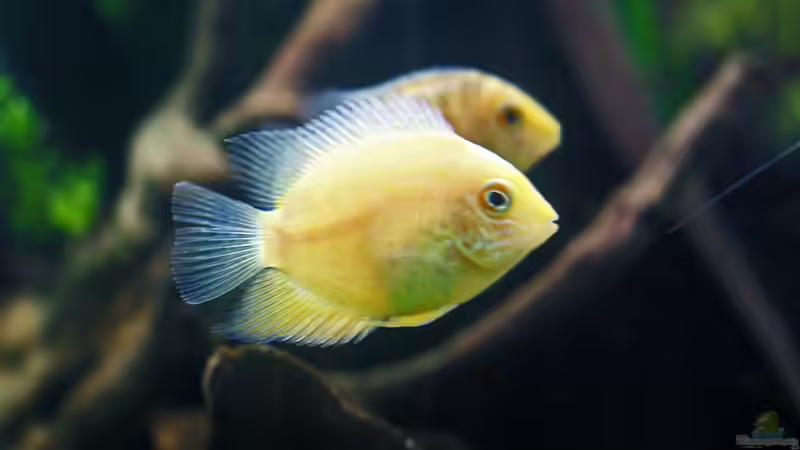 Besatz im Aquarium Becken 12076 von Seschat (3)