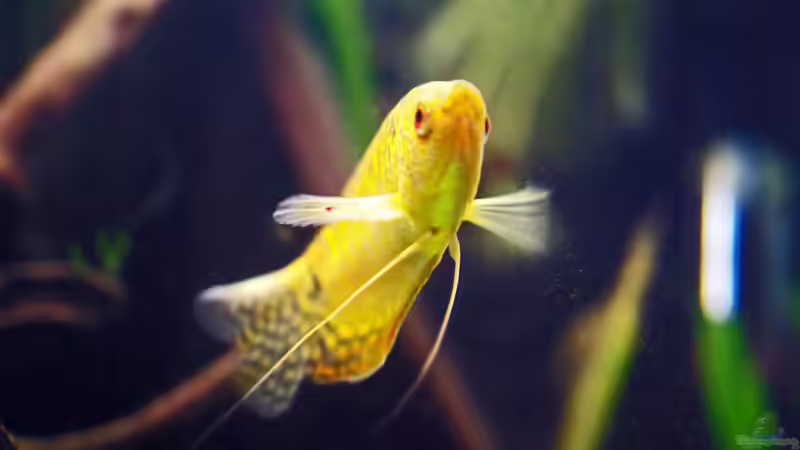 Besatz im Aquarium Becken 12076 von Seschat (4)