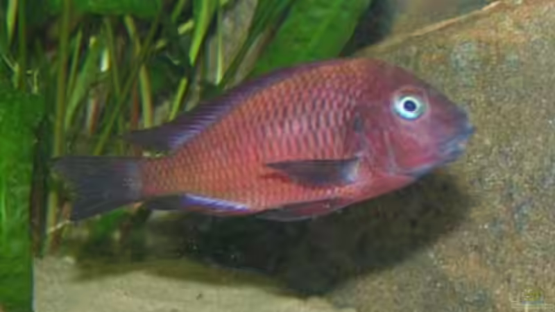 Besatz im Aquarium Becken 1209 von Daniel Zingler (10)