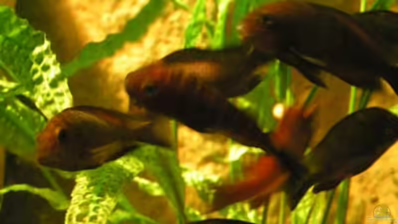 Besatz im Aquarium Becken 1209 von Daniel Zingler (4)