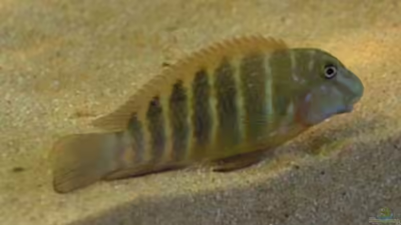 Besatz im Aquarium Becken 1209 von Daniel Zingler (6)