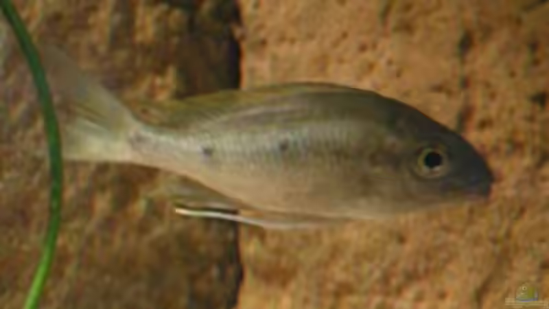 Besatz im Aquarium Becken 1209 von Daniel Zingler (7)