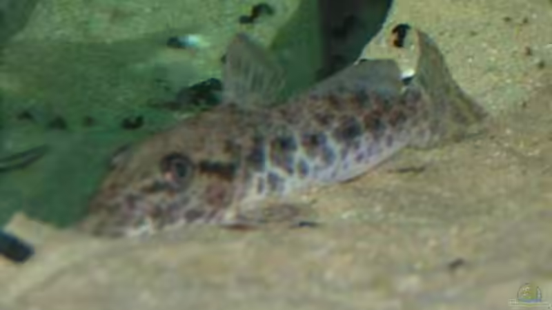 Besatz im Aquarium Becken 1209 von Daniel Zingler (8)