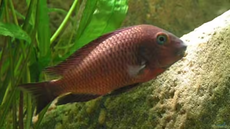 Besatz im Aquarium Becken 1209 von Daniel Zingler (9)