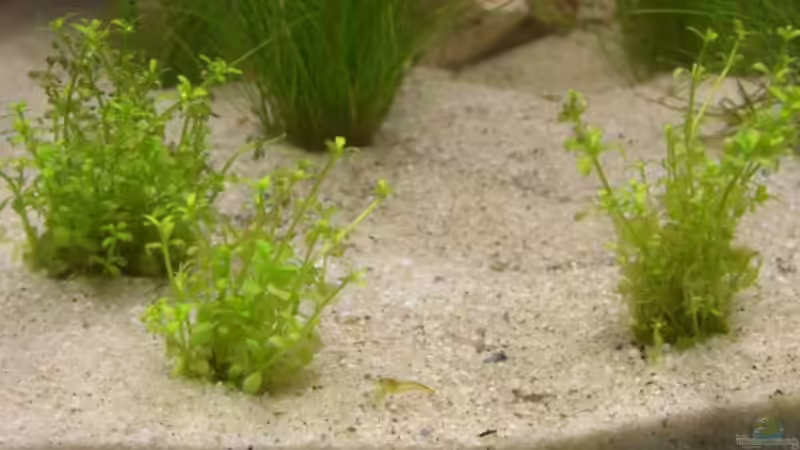 Besatz im Aquarium Becken 12094 von Basel (11)