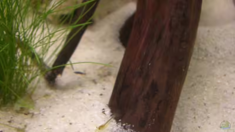 Besatz im Aquarium Becken 12094 von Basel (13)