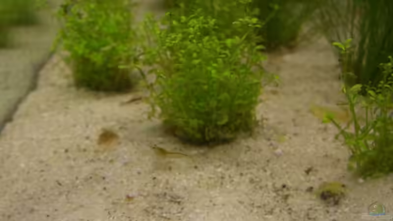 Besatz im Aquarium Becken 12094 von Basel (14)