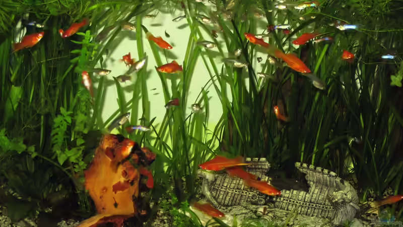 Besatz im Aquarium Becken 120l von Tanja (5)