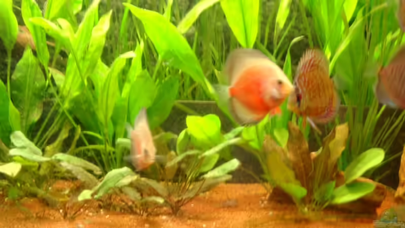 Besatz im Aquarium Becken 12103 von Mirtscho (22)