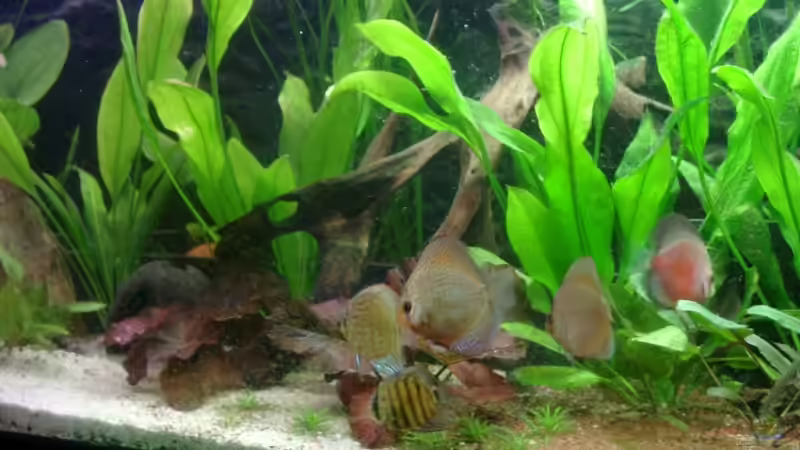 Besatz im Aquarium Becken 12103 von Mirtscho (25)