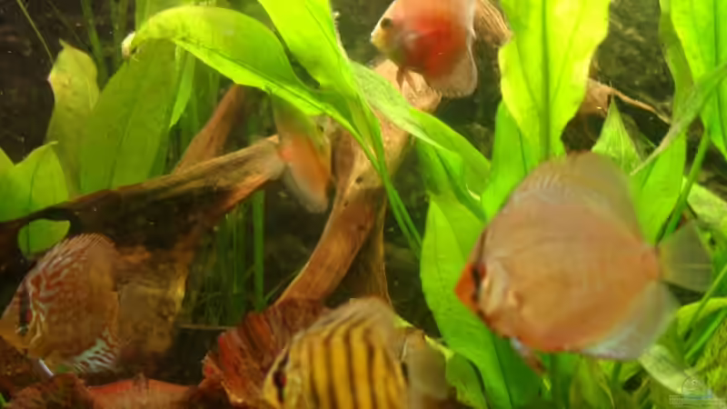 Besatz im Aquarium Becken 12103 von Mirtscho (30)