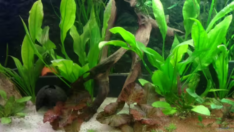 Besatz im Aquarium Becken 12103 von Mirtscho (31)