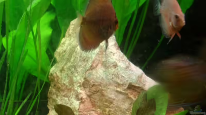 Besatz im Aquarium Becken 12103 von Mirtscho (32)