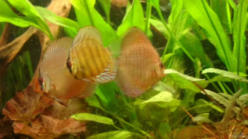 Besatz im Aquarium Becken 12103 von Mirtscho (33)