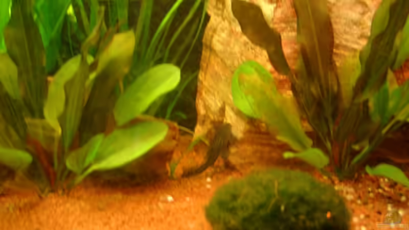 Besatz im Aquarium Becken 12103 von Mirtscho (34)