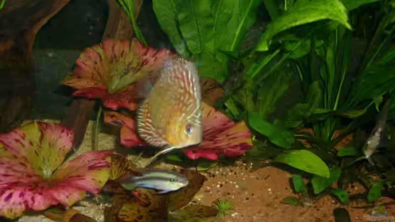 Besatz im Aquarium Becken 12103 von Mirtscho (35)