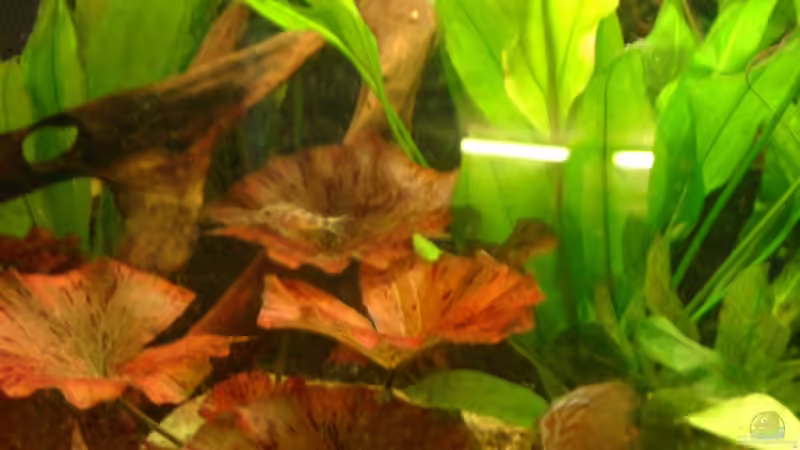 Besatz im Aquarium Becken 12103 von Mirtscho (37)