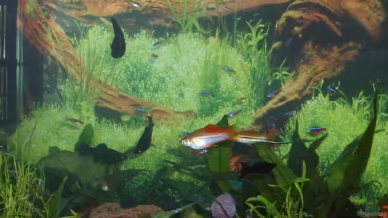 Besatz im Aquarium Becken 12106 von Sebi82 (10)